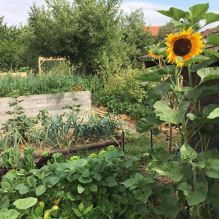 Ferienhaus Mit Naturgarten Dachsen Екстериор снимка